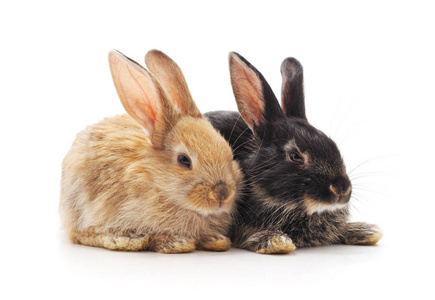 两只小白兔被隔离在白色背景上