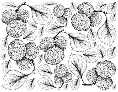 手绘素描的插画壁纸新鲜的甜中国桑椹或桑叶果挂在白色背景上的树枝