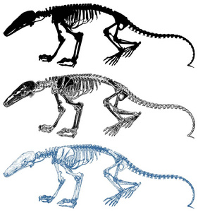 白色背景矢量分离恐龙骨架