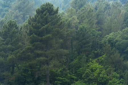 西班牙加泰罗尼亚春季暴雨帷幕后的茂密森林