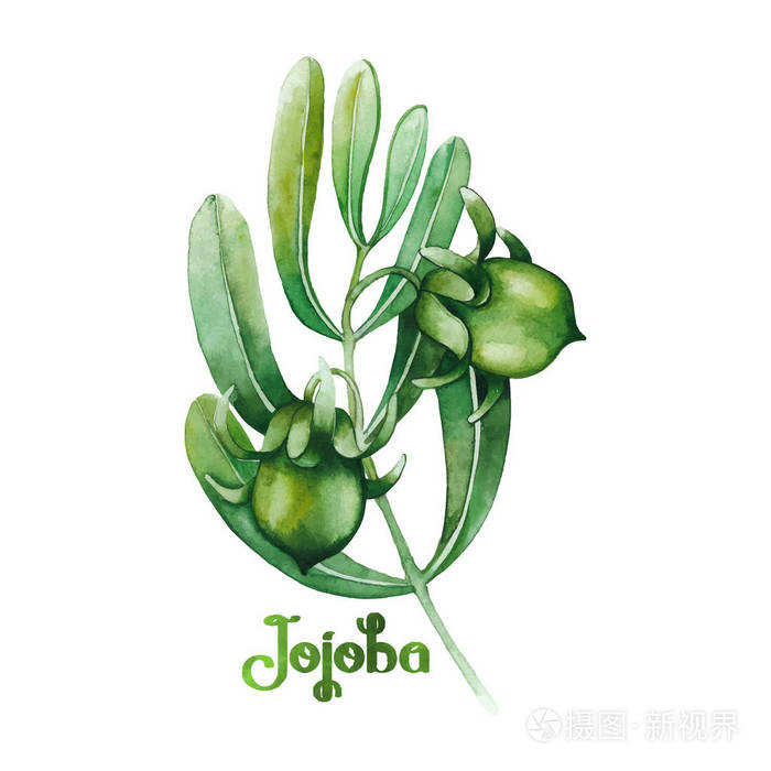 水彩的荷荷巴油厂插画-正版商用图片0oz06o-摄图新视界