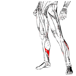人的双腿解剖