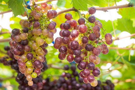 酿酒葡萄在葡萄园分支, 农业产业