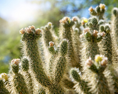 cholla 仙人掌的特写在日出时盛开的花朵与薄雾和耀斑