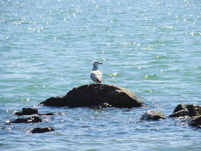 一只美丽孤独的海鸥栖息在岩石上