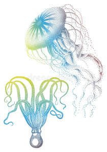 插图 生活 海洋 野生动物 自然 软体动物 绘画 海底 水母