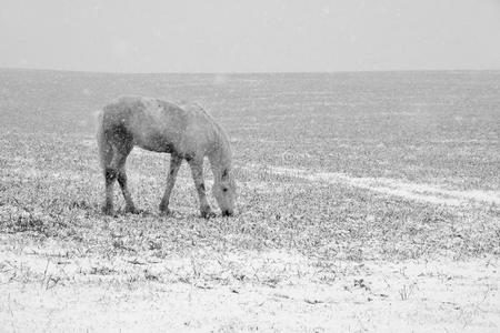 白马在雪地里吃草