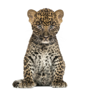 斑豹幼兽豹豹，7周大
