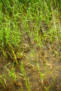 绿色稻田与自然水田