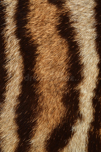 豹纹毛皮背景图片