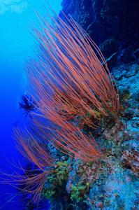 红丛鞭与热带暗礁
