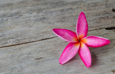 一种粉红色的弗朗西帕尼或李梅属热带花