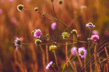 花蓟紫绿色刺天然植物图片