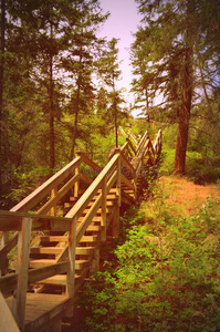 森林中的木楼梯图片