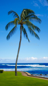 海边的棕榈树