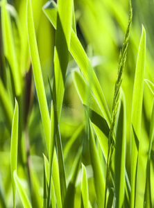 新鲜青草