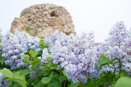 紫丁香花