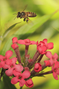 蜜蜂在花上4