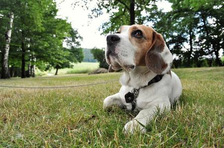 比格犬