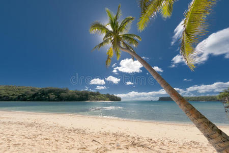 热带白沙滩上的椰子树