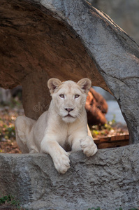 白狮panthera leo肖像