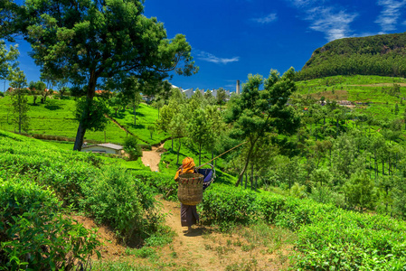 斯里兰卡的茶叶种植园和工厂