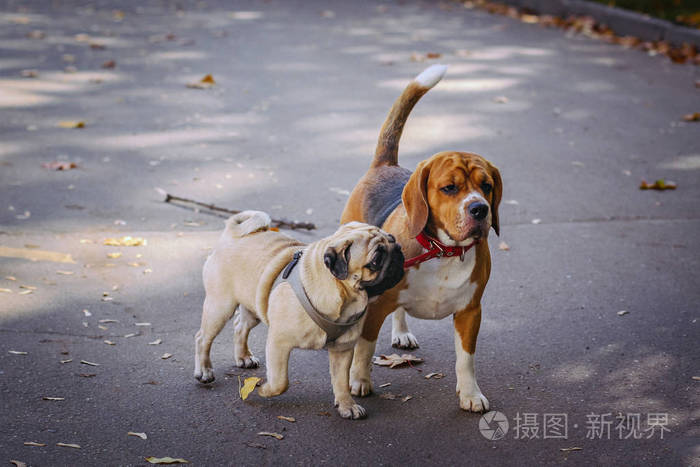 帕格和比格犬散步