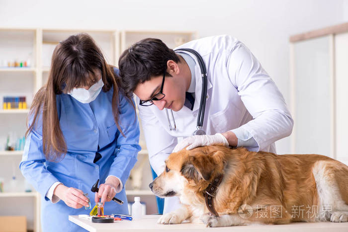 医生和助理检查兽医 cli 中的金猎犬狗