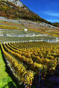 瑞士秋季葡萄园全景在 Lavaux 地区由秋天天, 沃州