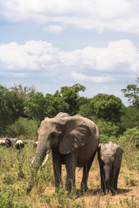 一族大象穿过马路。马赛马拉, 肯尼亚