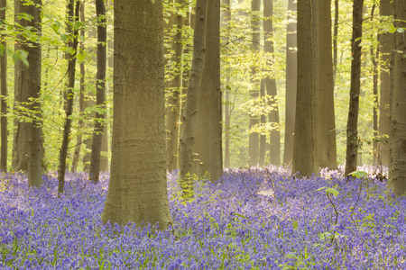 盛开的蓝铃花森林的 Hallerbos 在比利时在早晨的阳光