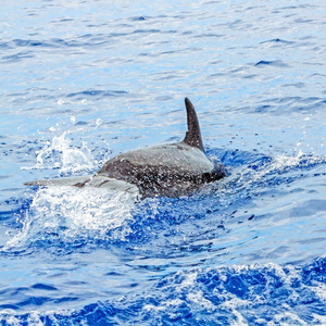 海豚潜水入水