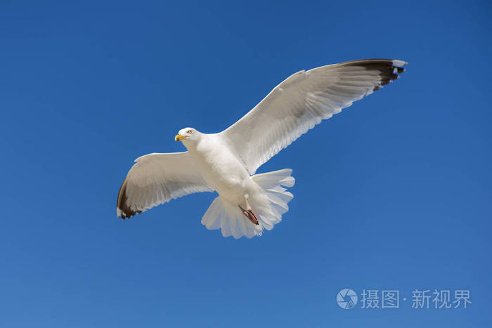 飞翔的海鸥鸟蓝蓝的天空背景上孤立