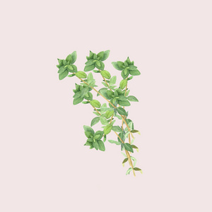 植物水彩插图的分支上浅粉红色背景孤立的百里香