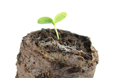 Cucamelon Melothria 糙 在土块土分离在白色背景上的萌芽