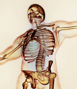 人类的衣领骨骼解剖模型