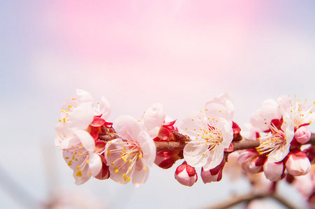 与软焦点的樱花，樱花季节背景