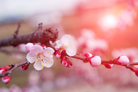 与软焦点的樱花，樱花季节背景