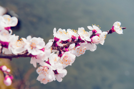 与软焦点的樱花，樱花季节背景