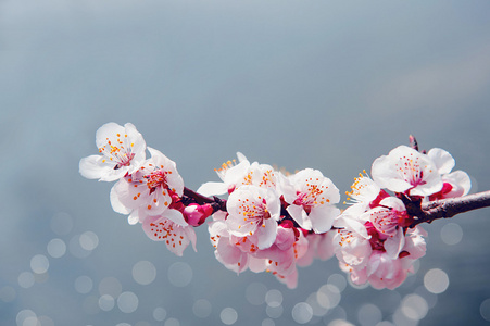 与软焦点的樱花，樱花季节背景