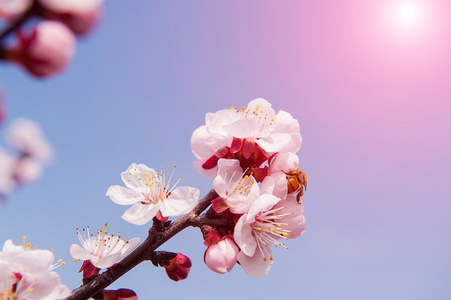 与软焦点的樱花，樱花季节背景