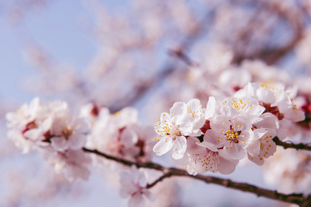 与软焦点的樱花，樱花季节背景