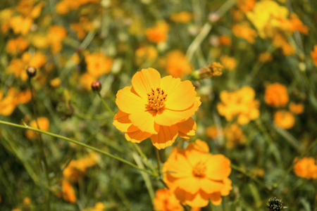 美丽的黄波斯菊花田领域