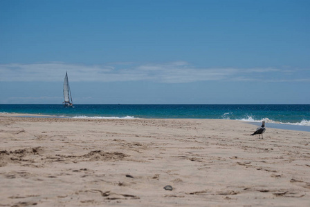 年轻的海鸥望着帆船驶近海滩