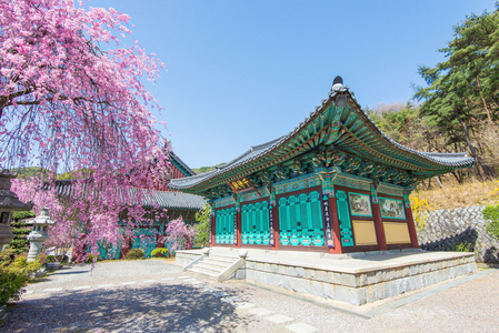 与樱花在春天，韩国景福宫