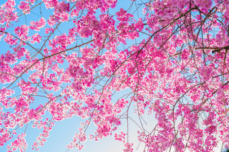 与软焦点的樱花，樱花季节背景