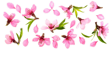 樱花盛开, 樱花花在白色背景上, 用复制空间为你的文字。顶部视图。平躺模式