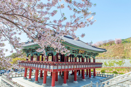 与樱花在春天，韩国景福宫