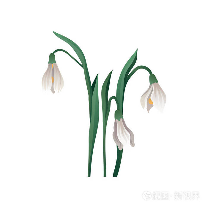 手绘矢量图标美丽的雪莲.早春钟形花, 有白色花瓣和绿叶.草本植物