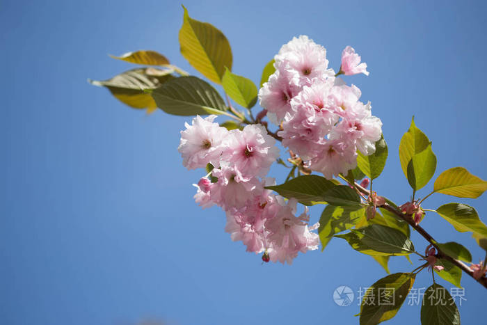 樱花树 自然和春天的背景.粉红色 sa
